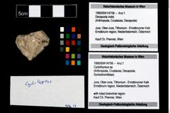 Foto (Objekt + Etikett) von Cyclothyreus sp.  (NHMW-GEO-1990-0041-4706)